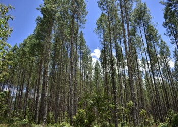 Why Is Colombia The Most Dangerous Country For Environmentalists?