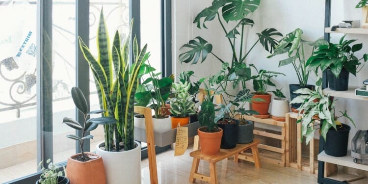 5 Air-Purifying Houseplants to Improve Air Quality