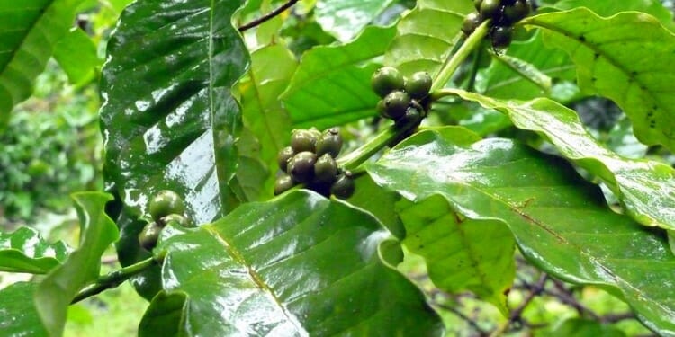 Climate Change is Affecting Your Favorite Cup of Coffee — and so Much More