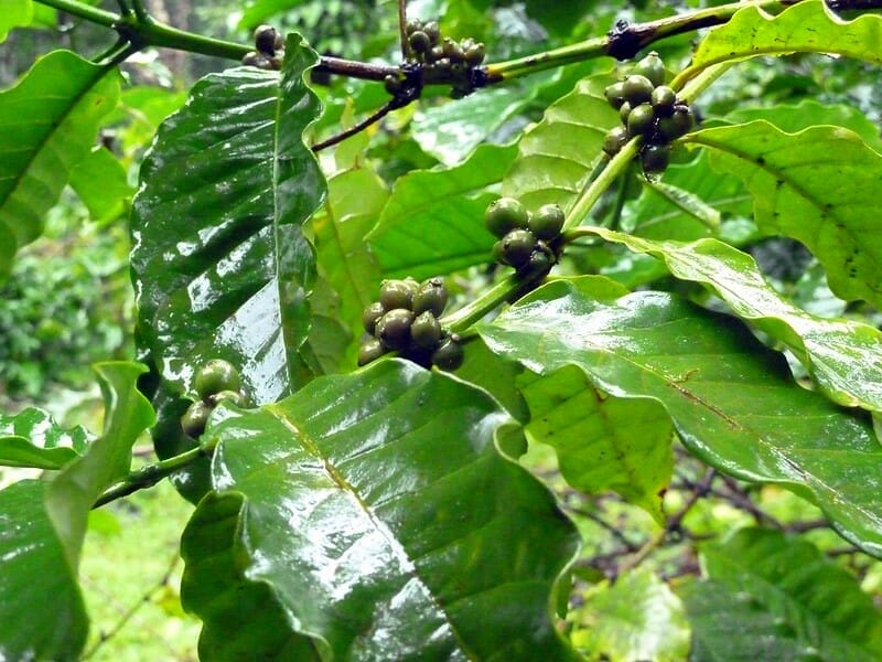 Climate Change is Affecting Your Favorite Cup of Coffee — and so Much More