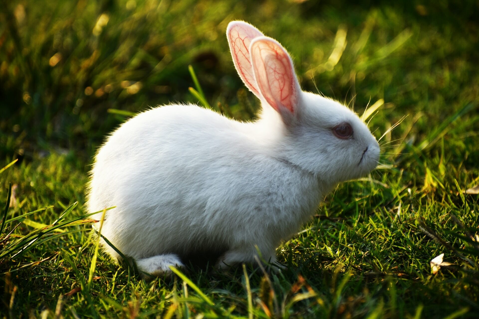 Labels for Cruelty-Free and Vegan Products: Are They Legit?