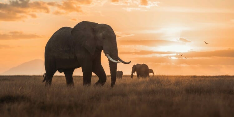 Women in Conservation: How Jackie Bubi fights wildlife crime in East Africa