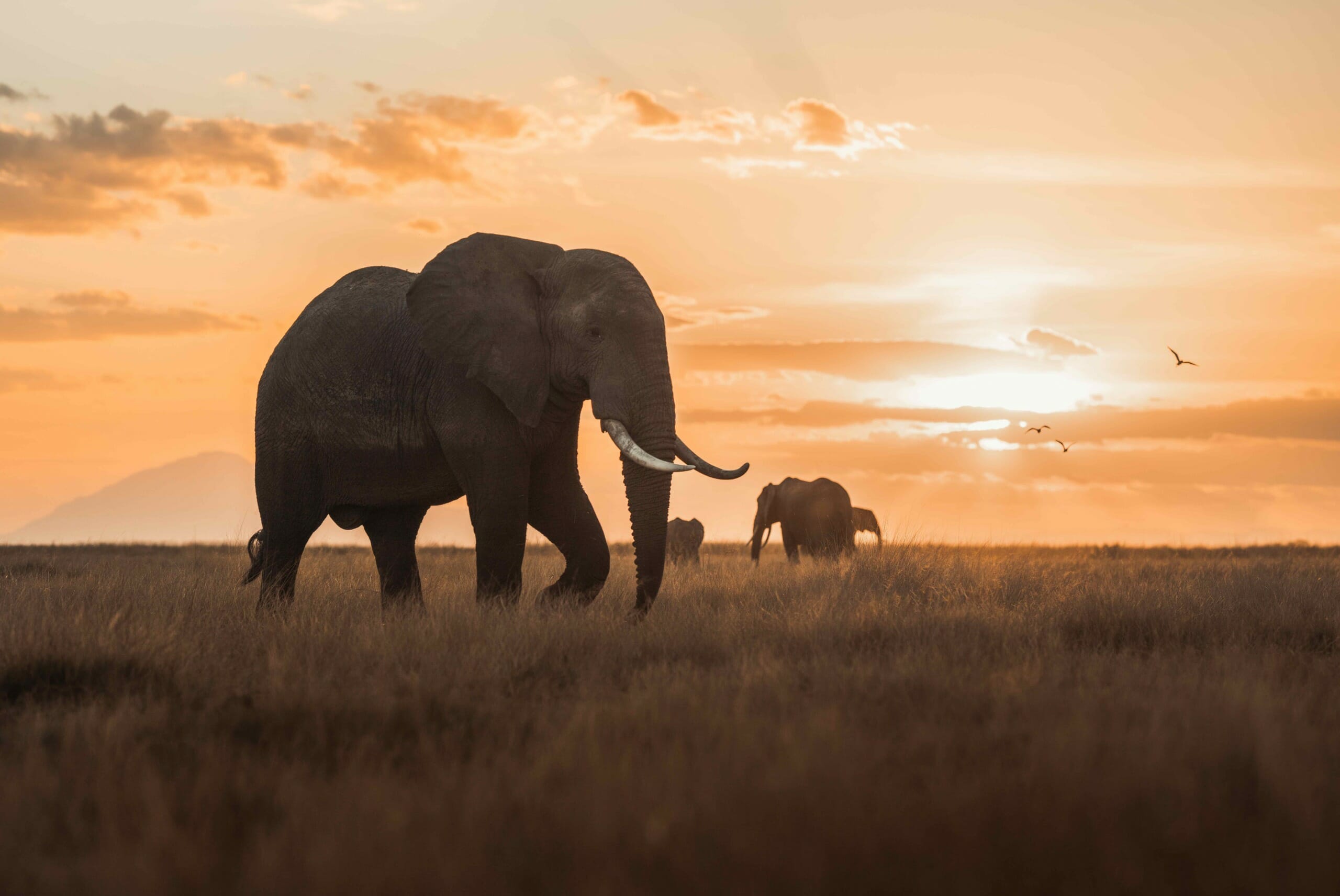 Women in Conservation: How Jackie Bubi fights wildlife crime in East Africa