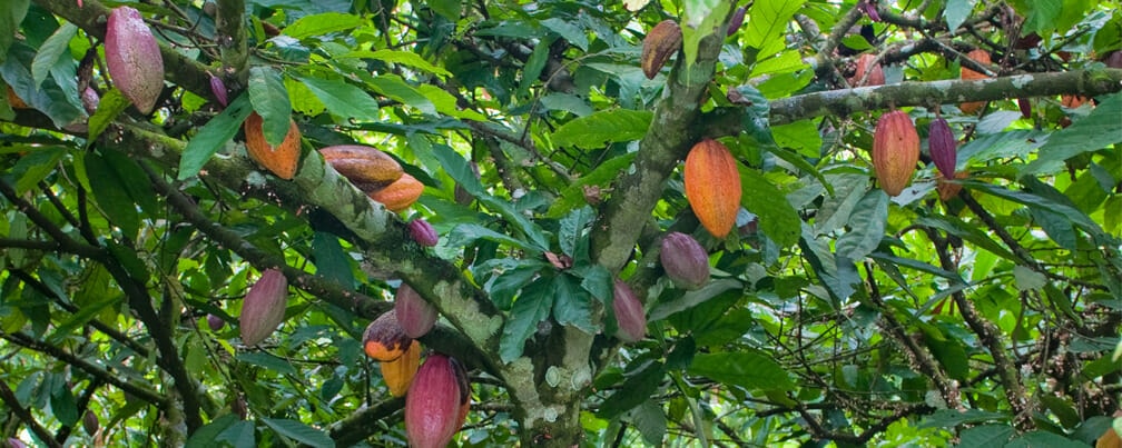 Cacao tree