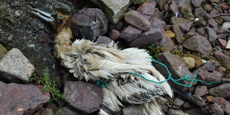 Dead bird tangled and drowned by a plastic rope on August 11, 2017.