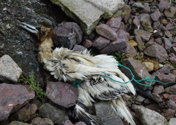 New UN Treaty Focused on Plastic Pollution