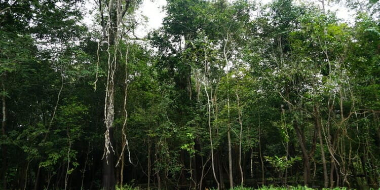 Deforestation in the Amazon Reaches Record Highs