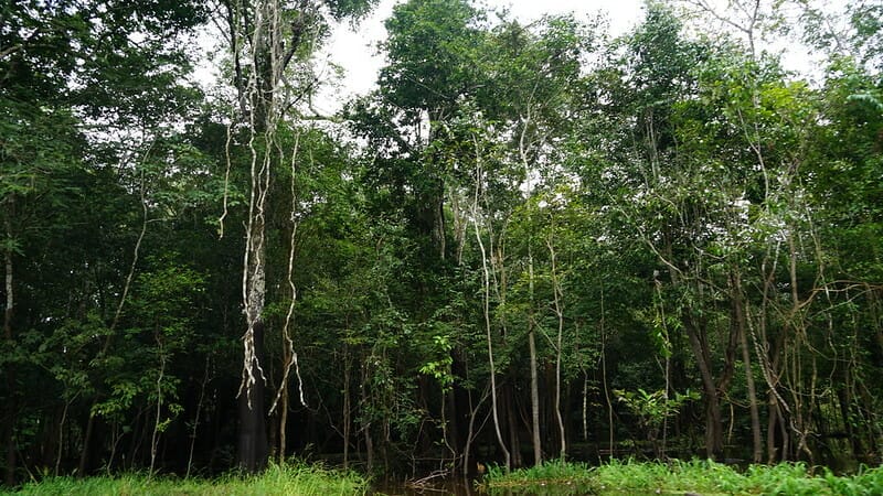 Deforestation in the Amazon Reaches Record Highs