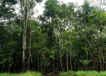 Deforestation in the Amazon Reaches Record Highs