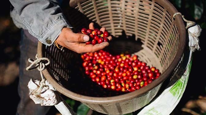 Spotlight on Starbucks: The Complete Cost of a Cup of Coffee