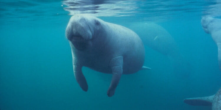 Why Florida’s Manatee Population Is Endangered Again