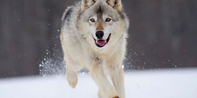 Federal Judge Restores Wolf Protections Across America