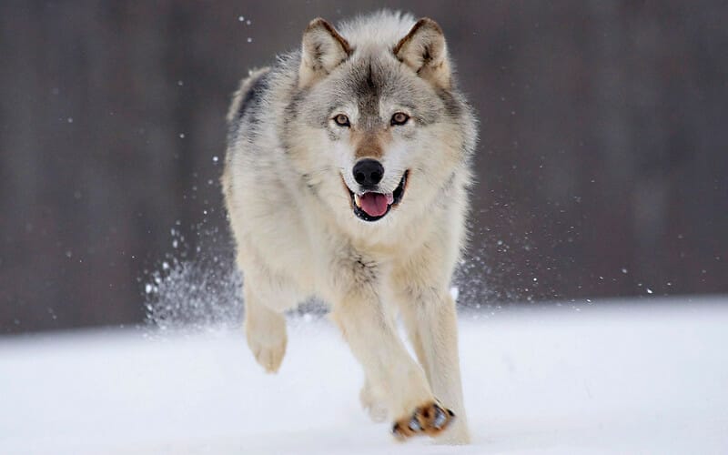 Federal Judge Restores Wolf Protections Across America