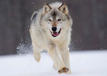 Federal Judge Restores Wolf Protections Across America
