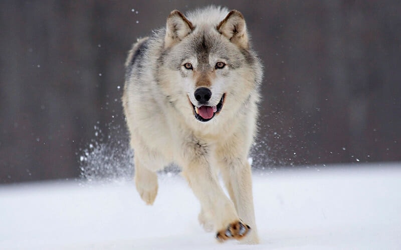 Federal Judge Restores Wolf Protections Across America