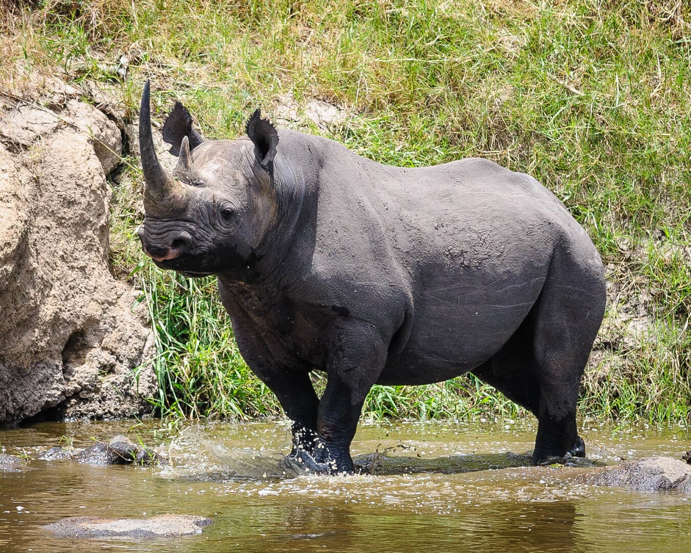 World Bank Issues The World’s First Wildlife Conservation Bond