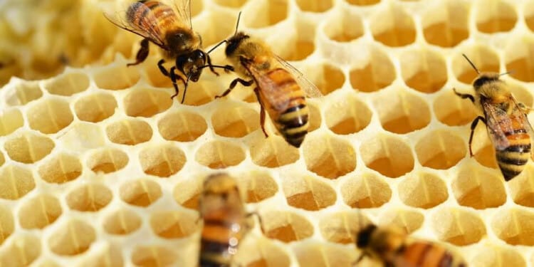 Bees on a honeycomb