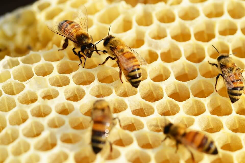 Bees on a honeycomb