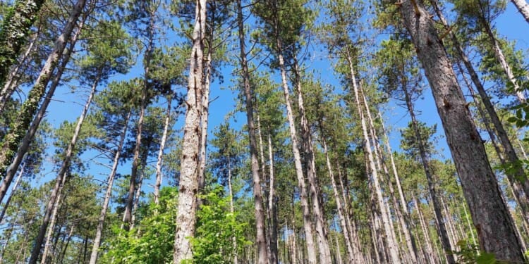 When Tree Planting Doesn’t Help Fight Climate Change