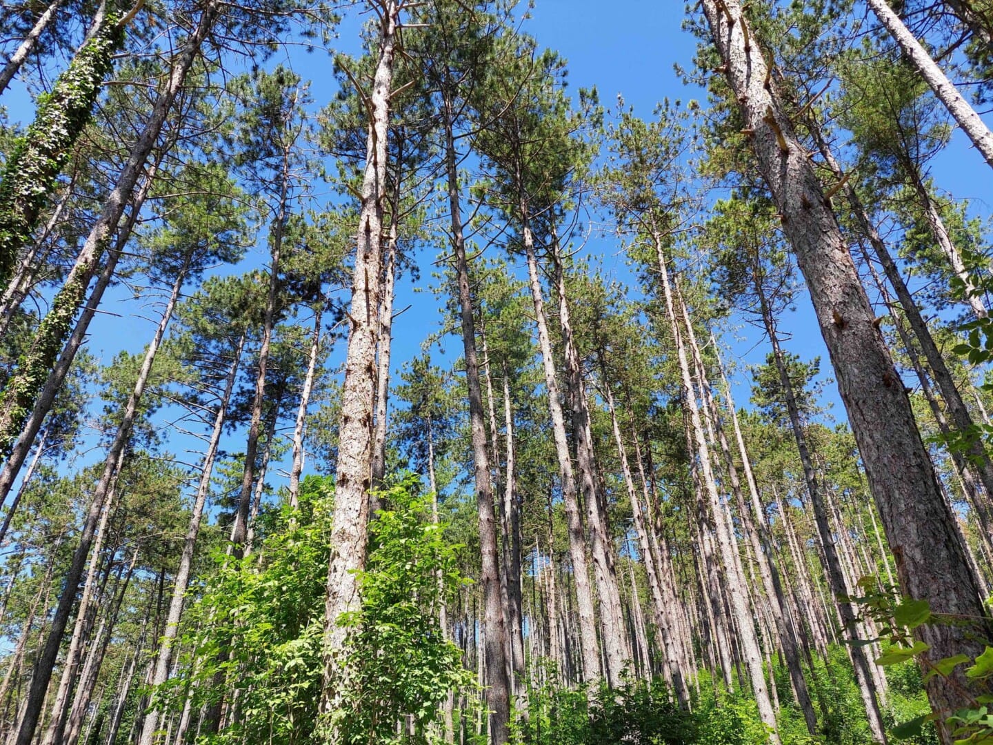 When Tree Planting Doesn’t Help Fight Climate Change