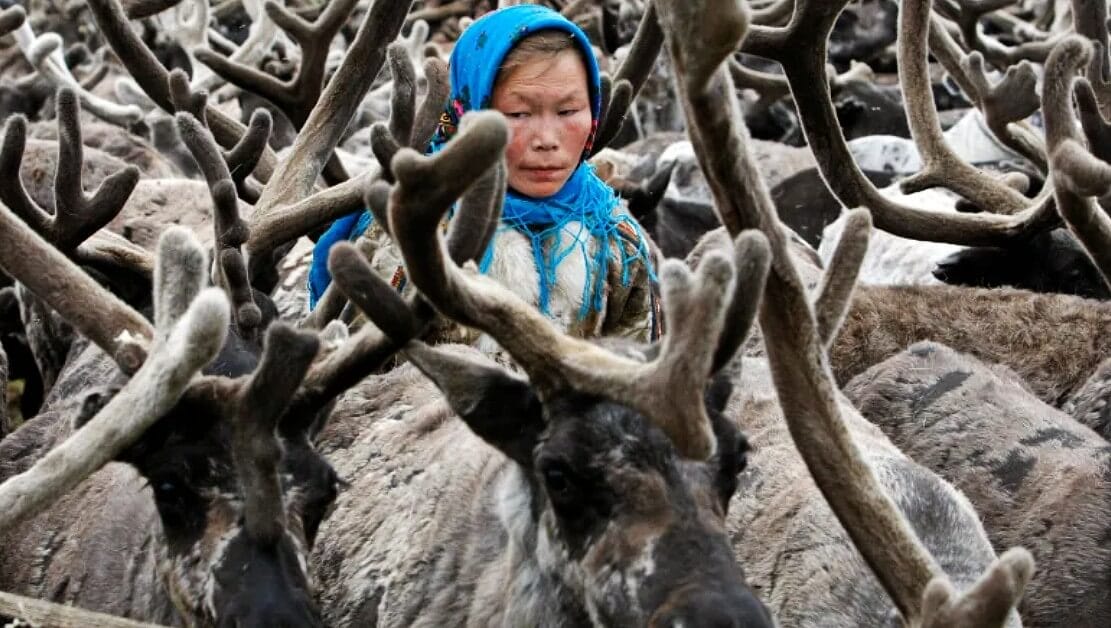 The Next Virus “Hotspot”, the Arctic: Why a One Health Response is Needed