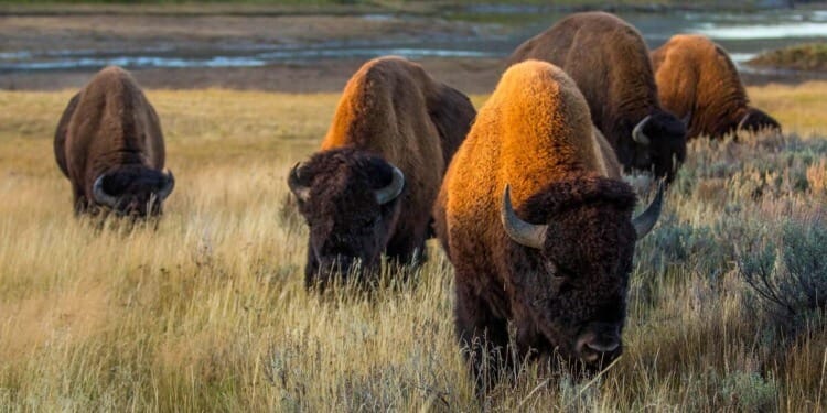 Mangroves, Bison, Dirt and Wild Rice: The Role of Human Beings in Regeneration