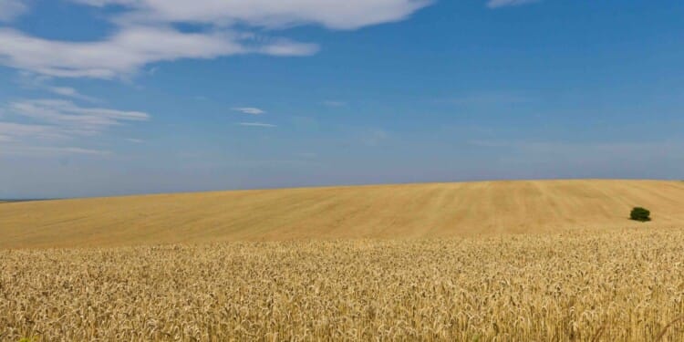 Ukraine War: Global Food Security at Risk, says FAO