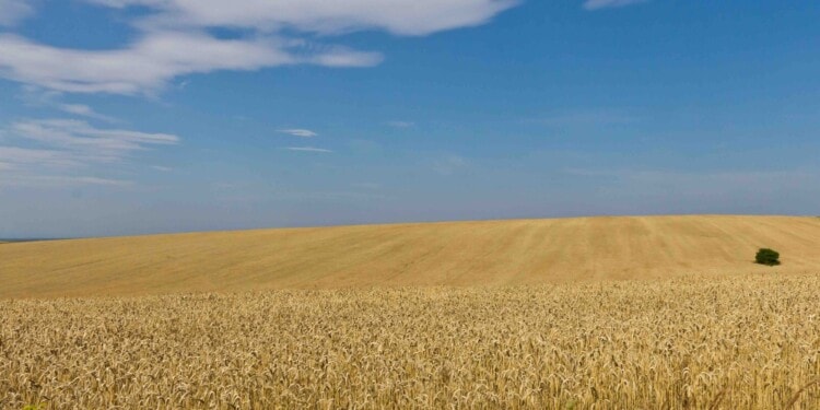 Ukraine War: Global Food Security at Risk, says FAO