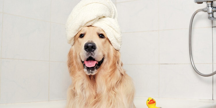 Eco-Friendly Hygiene Products for Furry Family Members