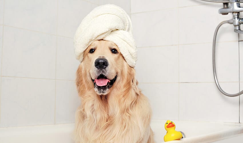 Eco-Friendly Hygiene Products for Furry Family Members