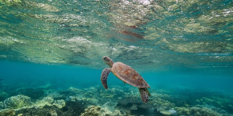 UN Ocean Treaty Collapses As Member States Drag Talks