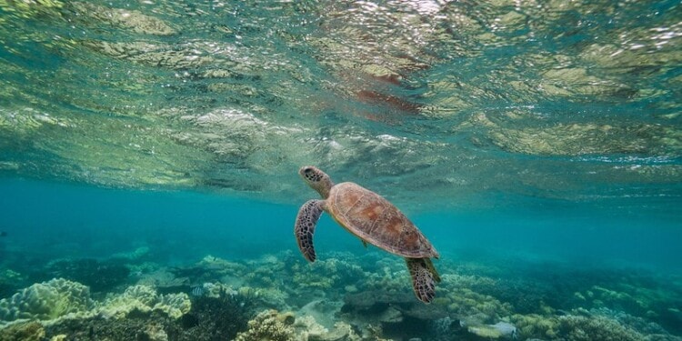 UN Ocean Treaty Collapses As Member States Drag Talks