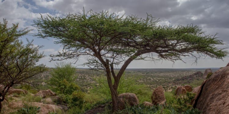 IPCC Report: Climate Change Requires Urgent Action, Some Effects Already Irreversible  