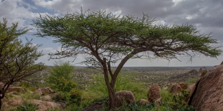 IPCC Report: Climate Change Requires Urgent Action, Some Effects Already Irreversible