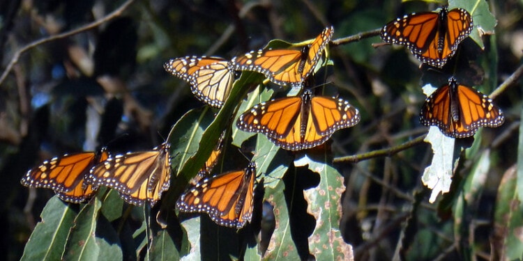Global Warming and Industrial Farming Cause Insect Population to Drop by Half in Areas Most Affected, New Study Finds