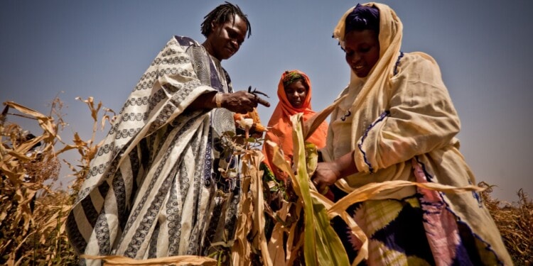 West Africa Hit by Worst Food Crisis in a Decade: 38 Million People Could Go Hungry by June