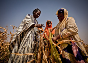 West Africa Hit by Worst Food Crisis in a Decade: 38 Million People Could Go Hungry by June