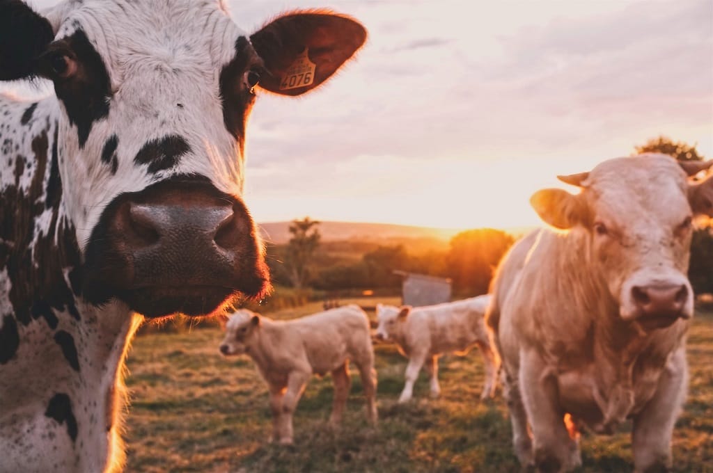 Alga Biosciences: Reducing Cow Burps To Help The Planet