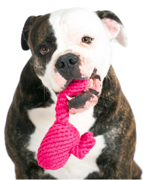 dog and dog toy