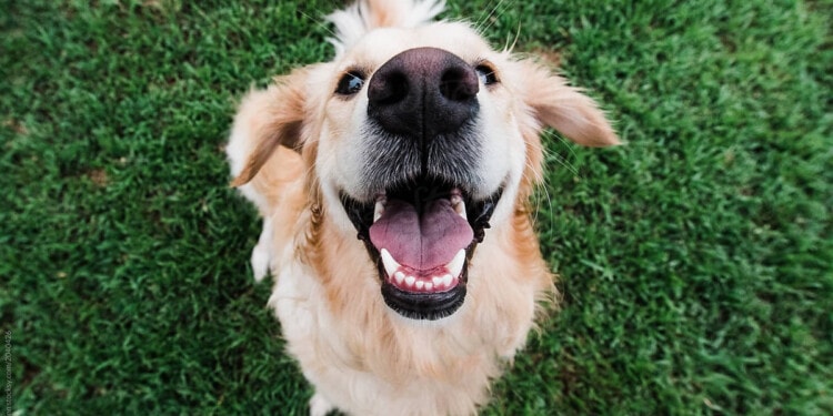 Animal Empathy: Animosity Between Species Does Exist