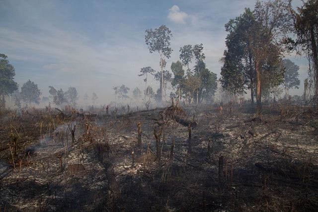 Cambodia Targets Environmental Activism