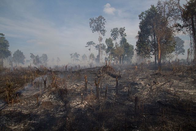 Cambodia Targets Environmental Activism