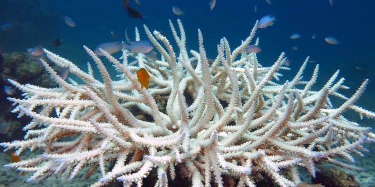 The Great Coral Bleaching of 2022: 91% of Reefs Affected