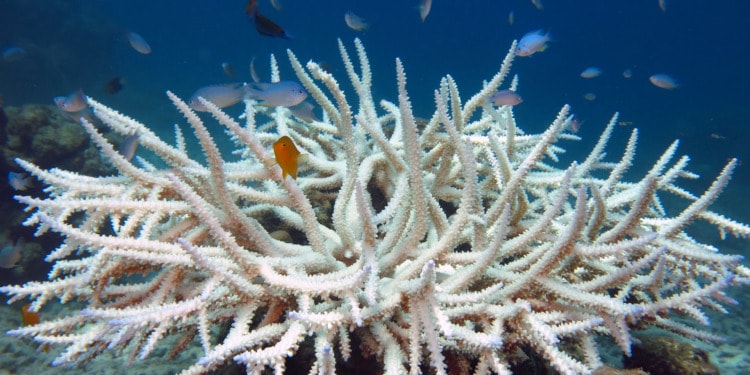 In the Photo: Bleached Acropora Coral
Photo Credit: Wikimedia Commons