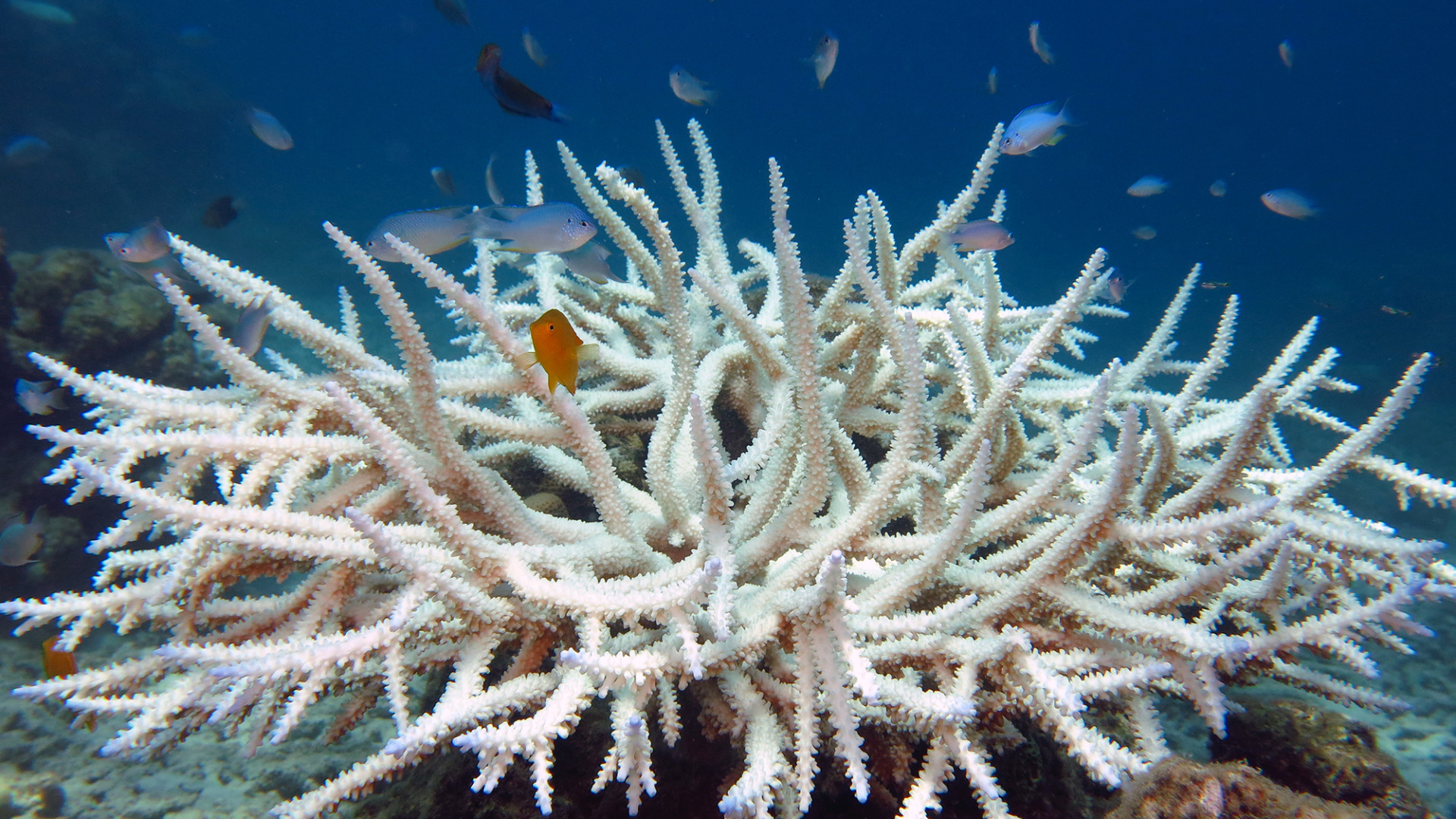 coral reefs in danger before and after