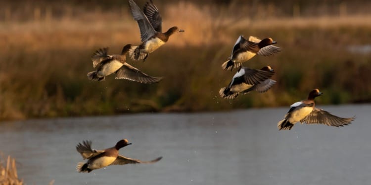 Avian Flu and the COVID Connection 