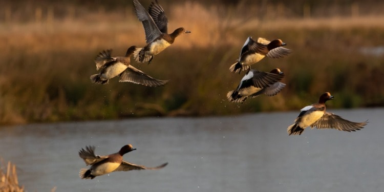 Avian Flu and the COVID Connection