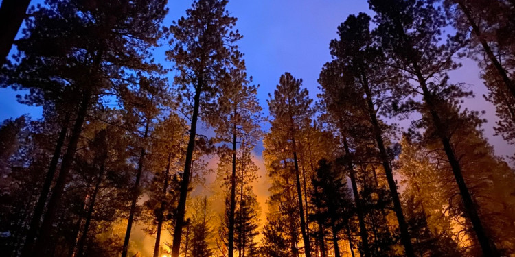 Wildfires in New Mexico in 2020. Photo by USFS.