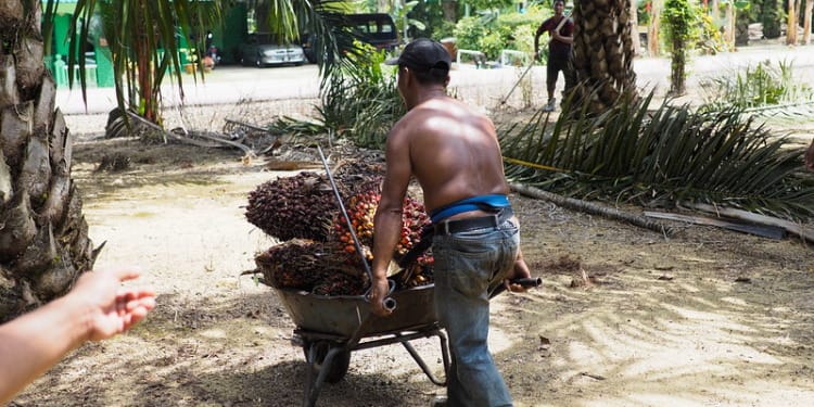 Export Ban On Palm Oil Could Make Food Crisis Worse