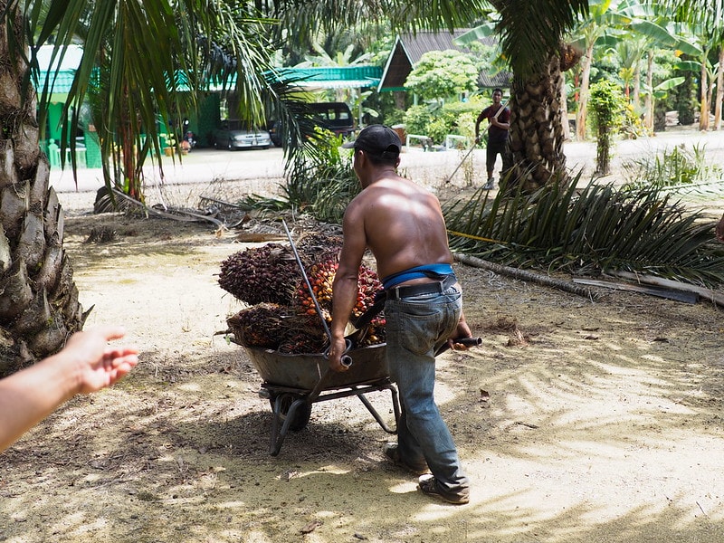 Export Ban On Palm Oil Could Make Food Crisis Worse